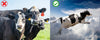 Livestock & Equine Spray 5 Gallons